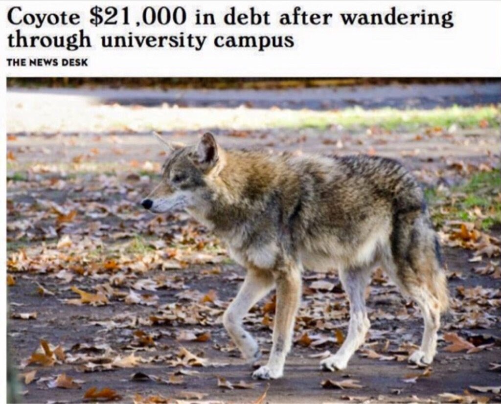 SteveLieb's tweet image. #higheredproblems #529time