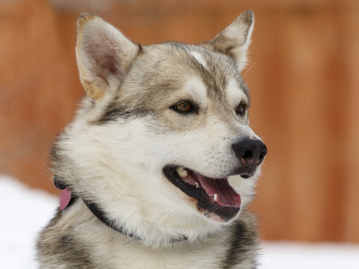 Animatch_'s tweet image. Meet the Majestic Imega at Pet Valu Hawkesbury 11:30-2:30 on Sunday. 2.5yr Husky-x #adoptme #HuskyPride