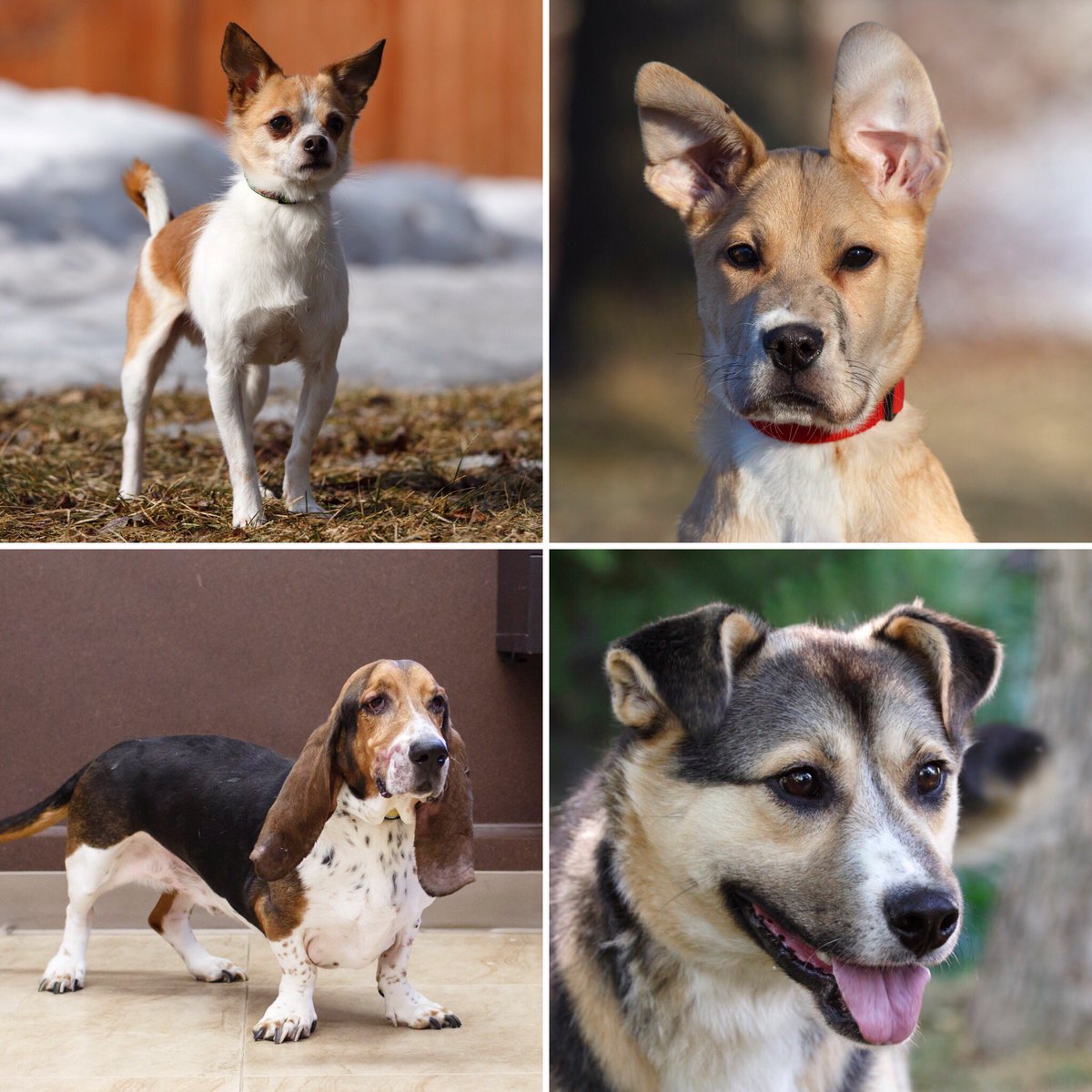Animatch_'s tweet image. Come meet our 4 boys at Pitou Minou Pte-Claire Sunday 11:30-2:30: Diego, Hooper, Boris, Gunner #adoptme #montreal #dogs