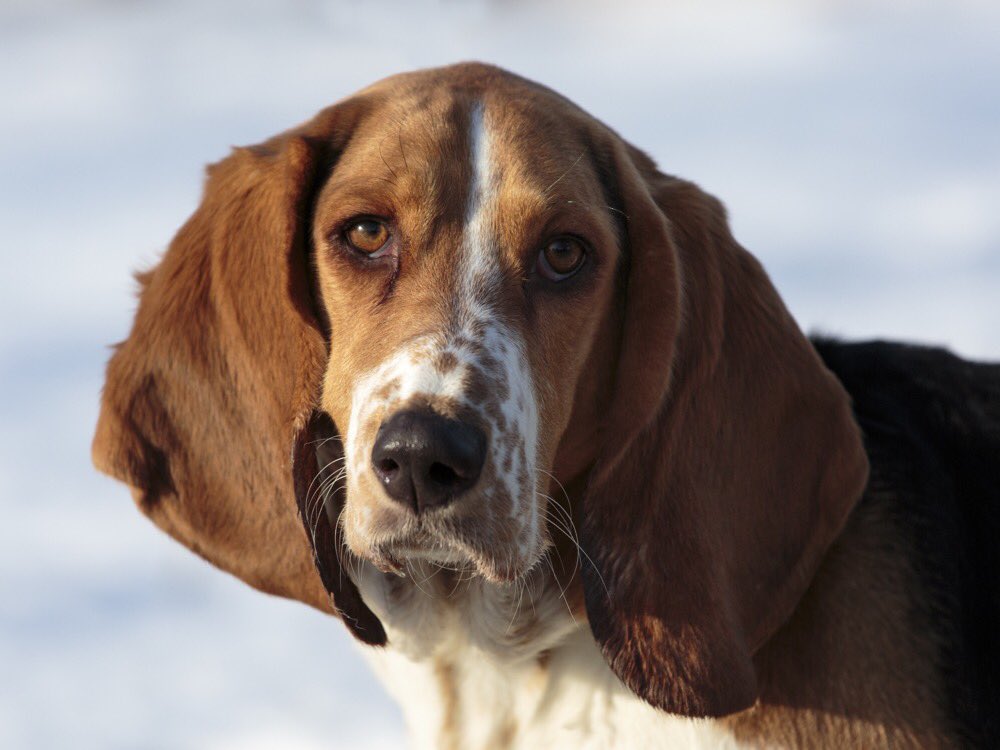Animatch_'s tweet image. This spectacular beauty, Blondine, 2yr, will be greeting admirers Sunday at Pet Valu Hawkesbury 11:30-2:30 #adoptme