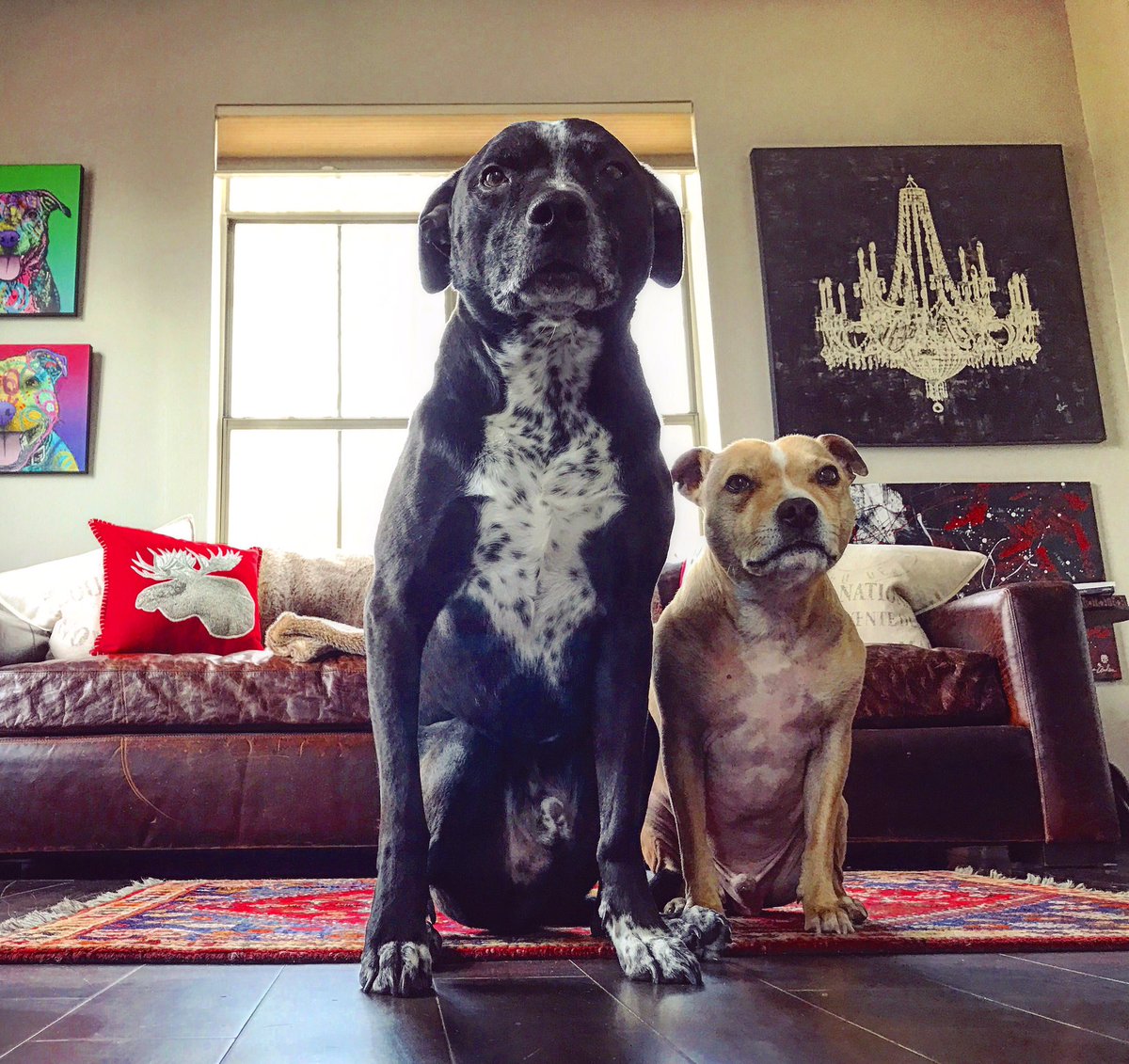 LukeWesterman's tweet photo. "Dad, someone said something mean about #pitbulls on the internet again. Will you get 'em?" https://t.co/VtoyCLR4AC