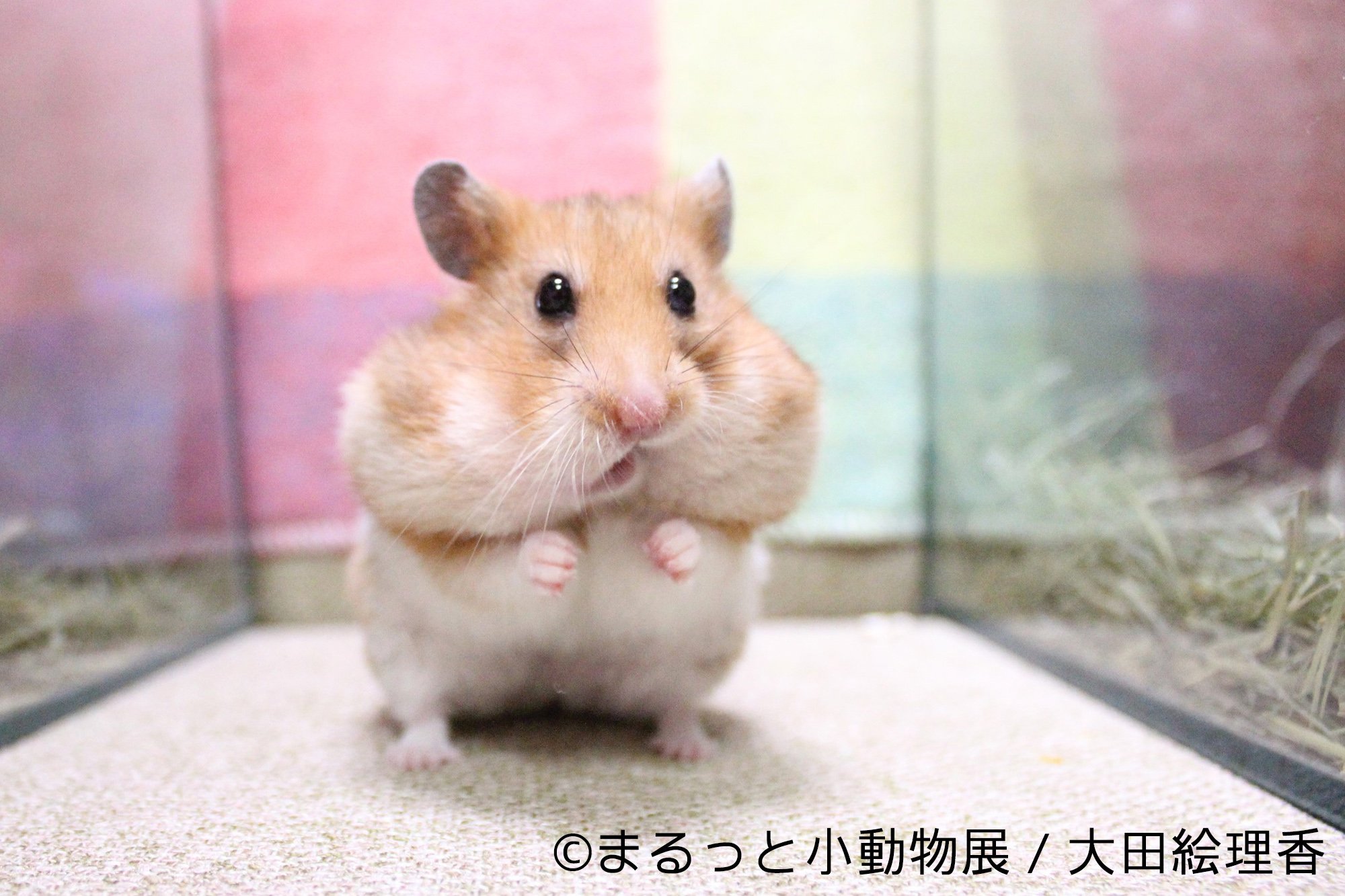 تويتر Todays Gallery Studio ねこ休み展冬22 東京 なりたい女の子展 名古屋 على تويتر まるっと小動物展 At Todaysgallerystudio 東京 浅草橋 丸みを帯びた独特なフォルムが可愛いハムスターやリス ハリネズミなど 小動物が主役の合同写真 物販展3 17