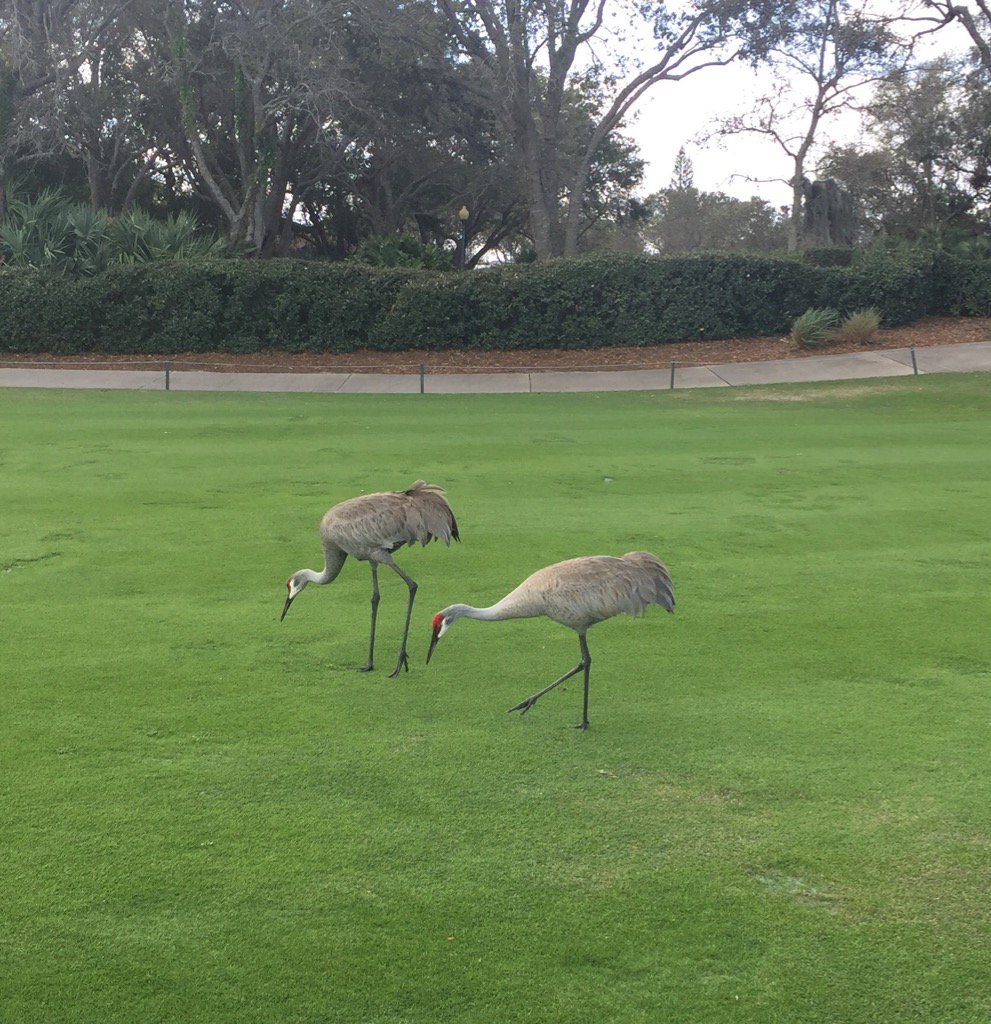 A couple of new members <a href="/MedalistGC/">Medalist Golf Club</a>