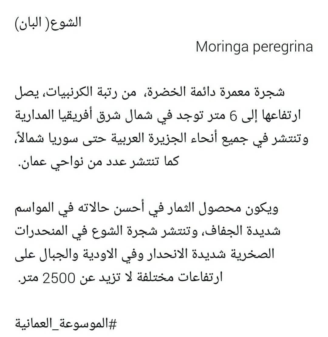 شجرة المليون زهرة