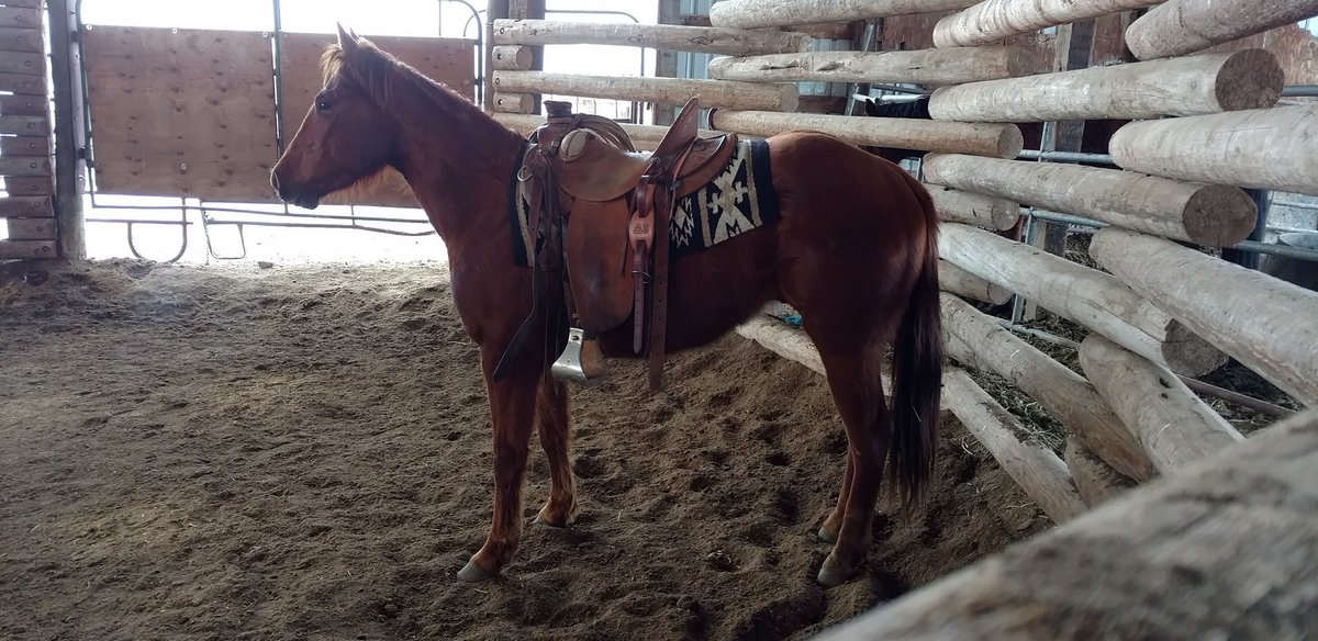 Nice horses make a world of difference! #mrgunsmoke #aqha #qualitynotquantity