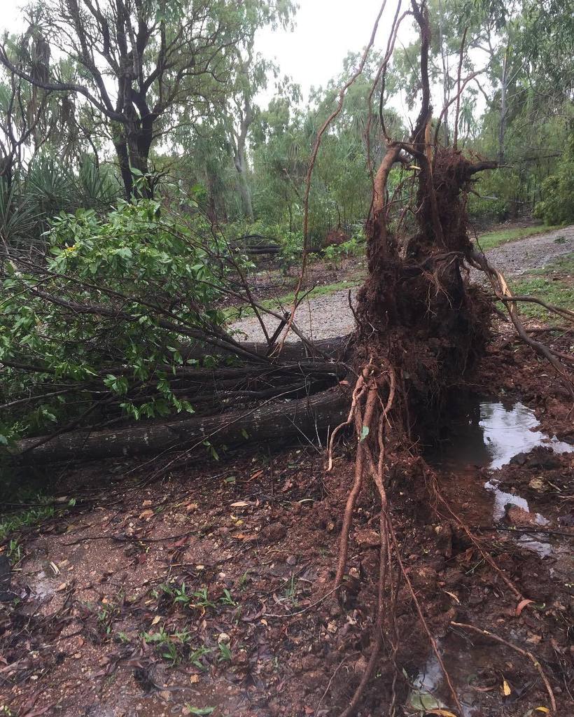 Trees have fallen as a result of rain overnight #findthedirt #running #rapidcreek ift.tt/2n0FRtJ