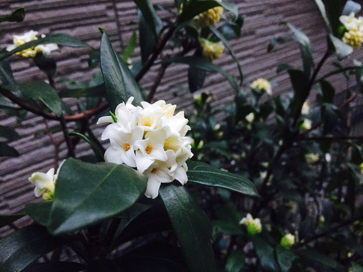 Ohanayasann على تويتر 綺麗な白い花の沈丁花ですね 香りが大好きです 我が家はベランダでの鉢植えなのでまだです 外側がピンク色の 花を付けます