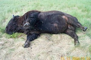 Angry Gulls tweet media