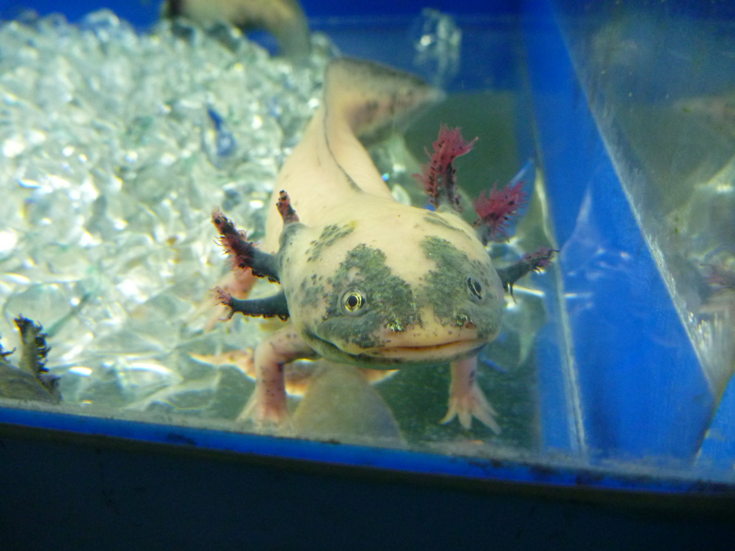 東京タワー水族館 でした 半年に1度くらい でっかいウーパールーパー と言われてしまう エチオピクス アルビノ 肺魚 と 本物のウーパールーパーです 全く違う生き物ですが 目や口もとの おっとりした感じが似ている気がします W T Co