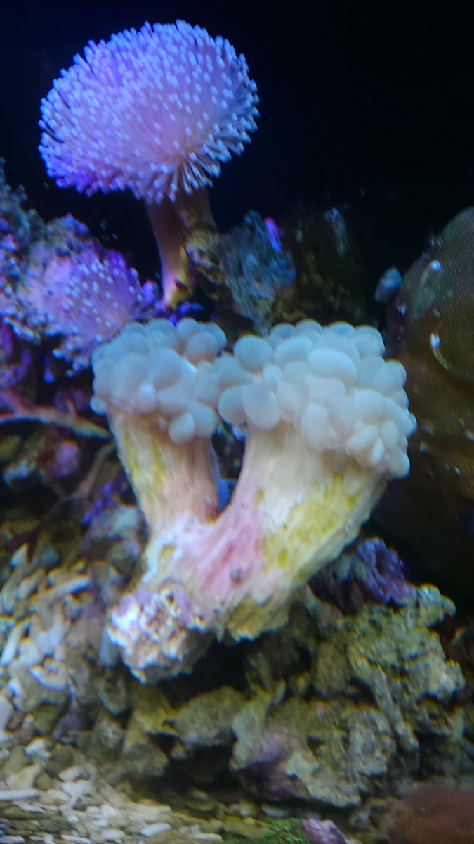 ミズタマサンゴ