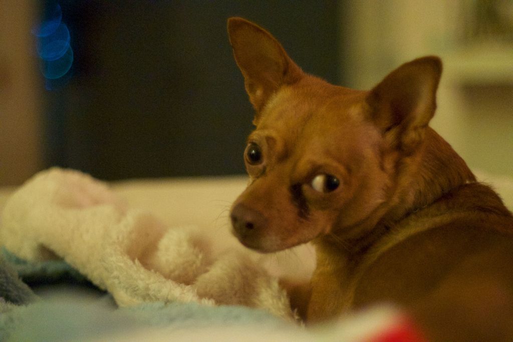 AustinCorpVideo's tweet photo. Pico's giving me that inquisitive look. #dogs #photography https://t.co/JzhK06yTe2