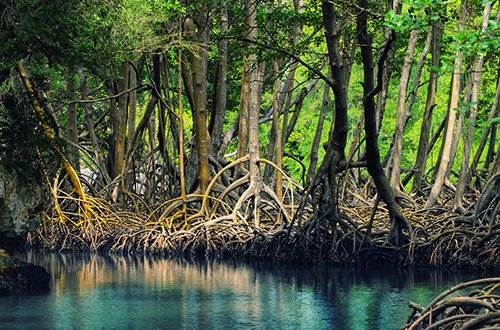 Greeners_ID's tweet photo. #econews Global Mangrove Alliance Aims To Restore 20% of World’s Mangrove Forest https://t.co/6ynYms37iG #greeners https://t.co/EJ6RjNvgOR
