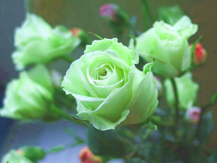 captain_mehyar's tweet photo. @252568Yuki @xiana44698880 @XoxLittleKitten @nicolcondurache @jbulnes26 @eok_lucy @mysteryofsoul @Jolina2008 @lyon_pia @Jime_Picon https://t.co/XufT4mDcWB