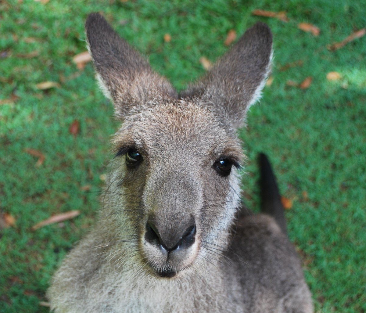 Who can resist a face like that? The kangaroos <a href="/AustraliaZoo/">Australia Zoo</a> sure know how to get some roo-treats from you. #prettyplease #thisisqueensland