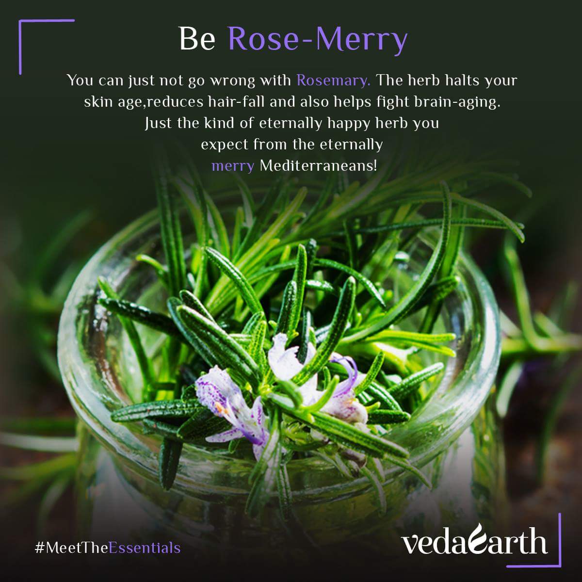 VedaEarth's tweet photo. Rosemary stars in our anti-hair fall oil keeping both the hairs and the super calmness locked in! #MeetTheEssentials https://t.co/IAF6q0wfHP