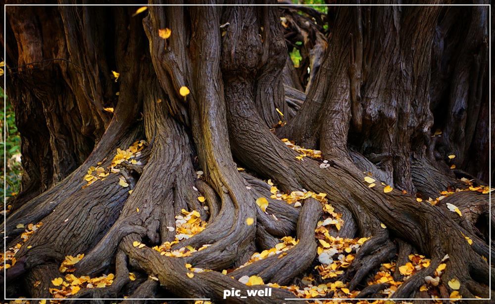 pic_well's tweet photo. #درخت #tree
#عکس_خوب #pic_well
@pic_well
https://t.co/og4K06Ql0m
https://t.co/Izfl1XXi2U
https://t.co/FxkFtglbJy https://t.co/stHtuOthIg