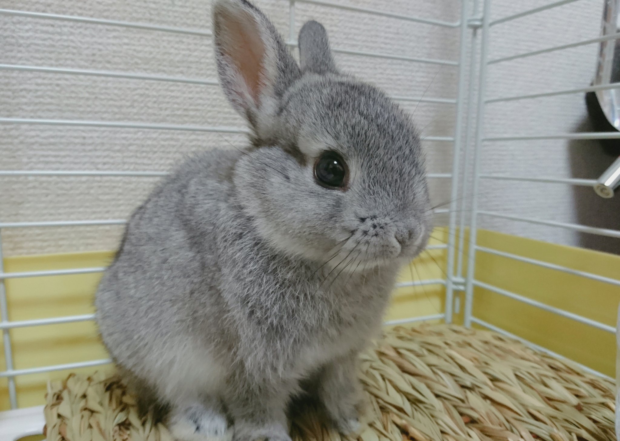 まゆぽそ в X: „実家でうさちゃんをお迎え致しました(*˙ᵕ まゆぽそ в X: „実家でうさちゃんをお迎え致しました(*˙ᵕ
