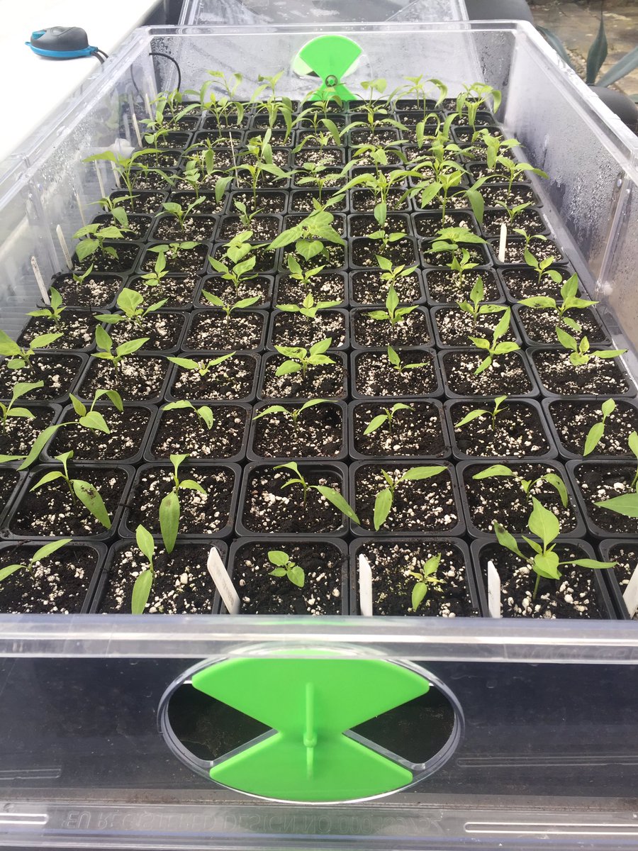 somersetchilli's tweet image. Some of this years plants doing nicely in #greenhousesensations excellent heated propagator @GardeningAngels