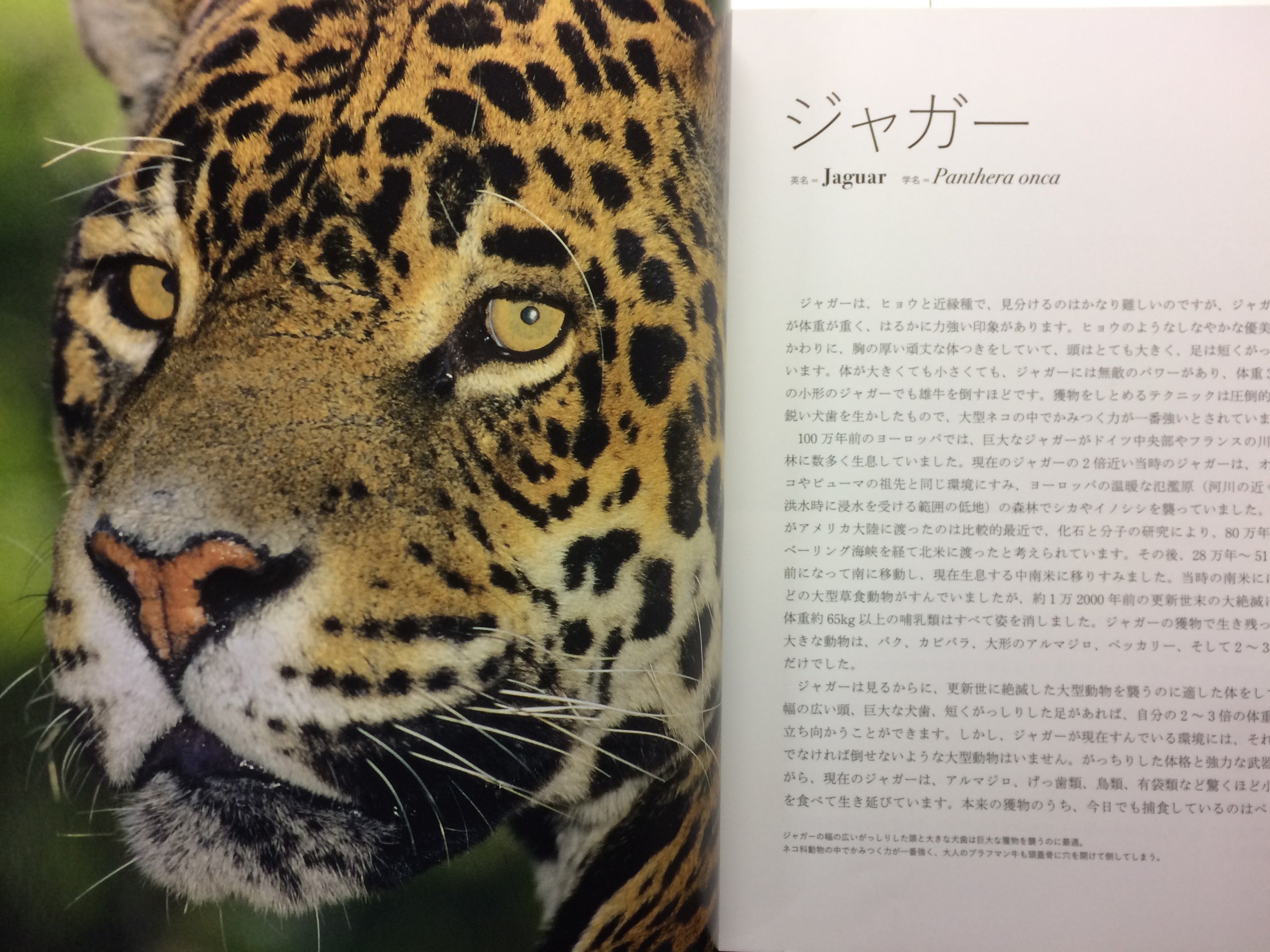 ぬまがさワタリ ゆかいないきもの超図鑑 ３ ８発売 世界の美しい野生ネコ ライオンやトラやヒョウ などの大型ネコはよく人間を襲うのに ジャガーが人を殺さないのはなぜ という疑問が興味深かった 理由は 人類との付き合いが長い 数十万年 他の