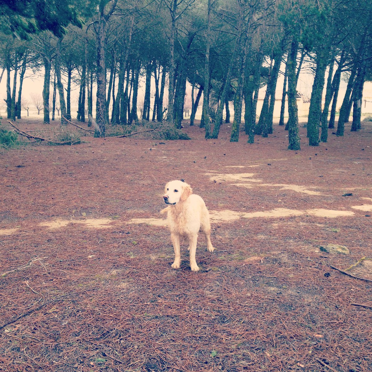 petandnet's tweet photo. 🐶🌲🐶 #cuidadoresdeperros #perros #findesemana https://t.co/TwtuxP5Yku
