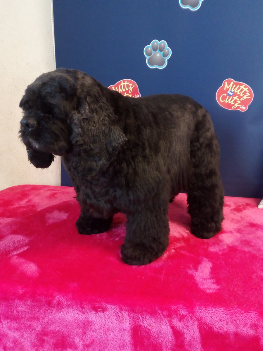 MuttzforCutz's tweet photo. Belle the American Cocker looks dandy after her groom on Friday,  call us for your appointment soon 0866038808 📞 https://t.co/9xG5K2KasL