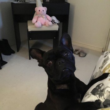 #HELP #Lost / #STOLEN #ScanMe French Bulldog Male 
PART OF EAR MISSING. #REWARD
Old St. Mellons #Cardiff #Wales #CF3
doglost.co.uk/dog-blog.php?d…