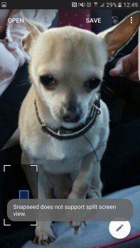 🆘#HELP #Lost YOUNG Tan Chihuahua Male  
Calder Drive #Kearsley #Bolton #BL4 
POSS SEEN 3rd march in Stoneclough
doglost.co.uk/dog-blog.php?d…