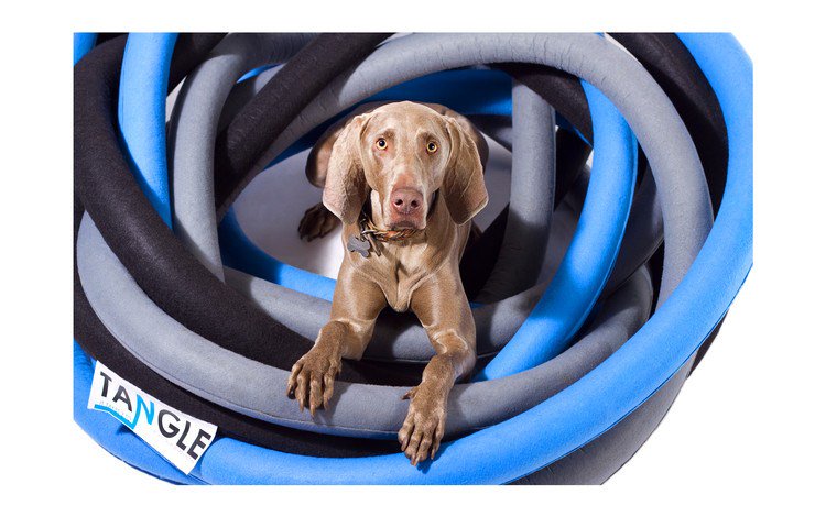 Archi_Click's tweet photo. Because your dog(s) deserve a little slice of heaven, too! #dog #architecture #SundayMorning 
https://t.co/QlwnzHtp7Z https://t.co/XbWIdJfww4