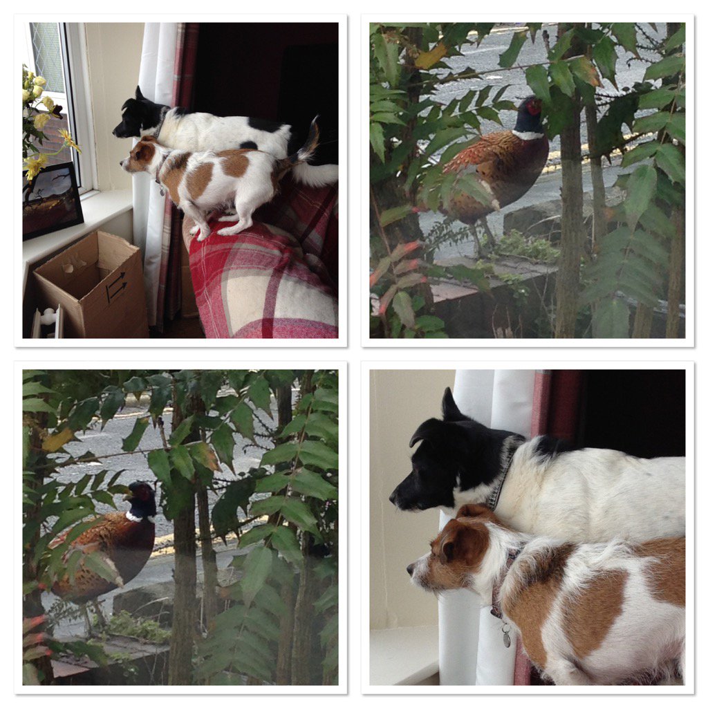 mummyanne4's tweet photo. It's not even the postman @BigJoe1612 #maddogs #guarddogs #quietsunday https://t.co/G0Ii2XZBpv