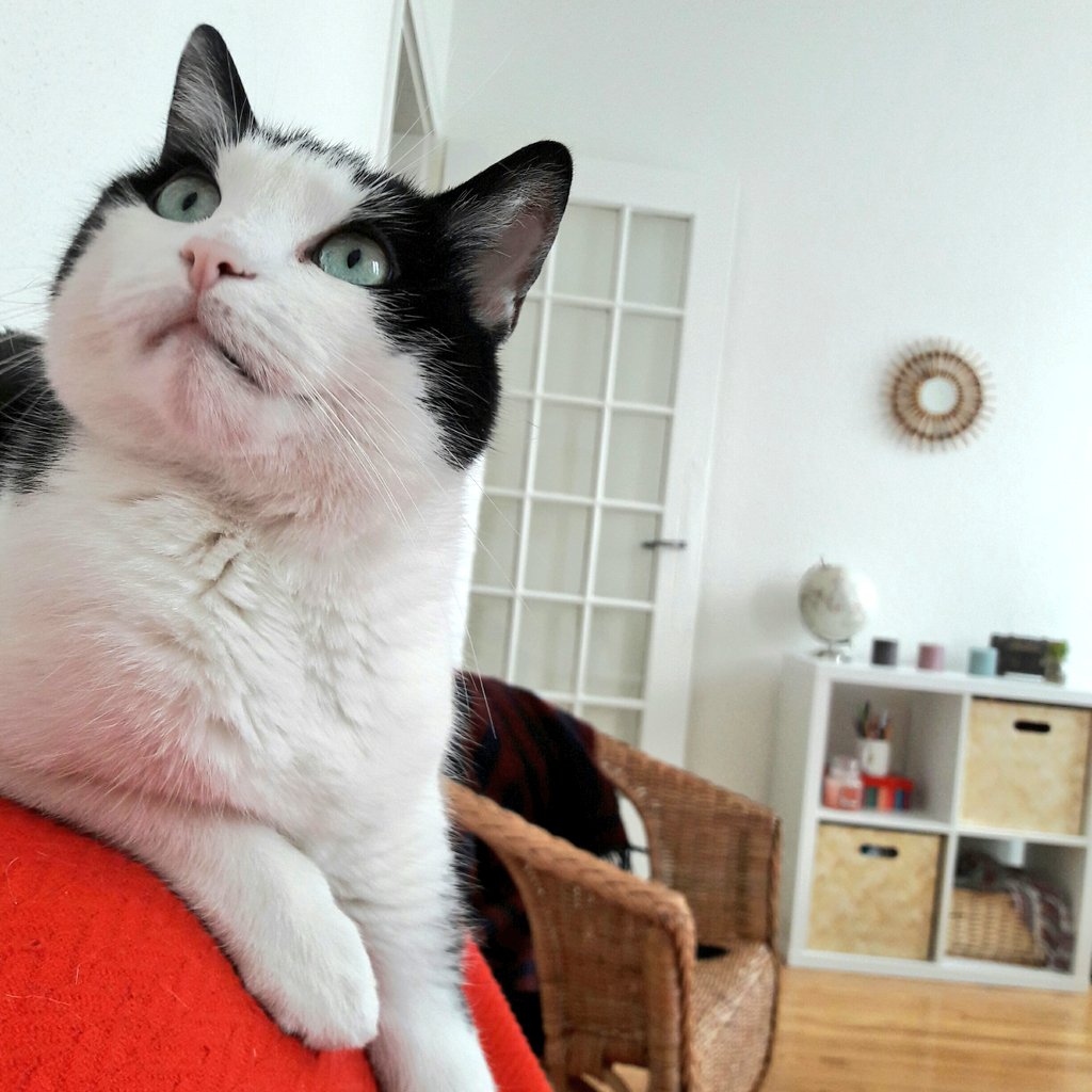 schouillette's tweet photo. Hanging out with Crapule 😺 https://t.co/Z3CleqqYFz