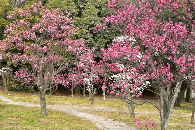 niceKenji's tweet photo. 『京都　梅小路公園』
梅林が少しあります。
⇒ https://t.co/YZAt48P1vG https://t.co/DNhRbQiSNd