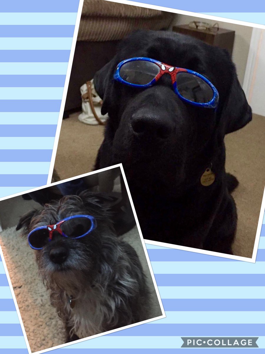 MerlinBlackLab's tweet image. Is it summer yet? ☀️...cause me and my little girl are ready 😎 x
#dogsoftwitter #Summer2017 #cooldogs