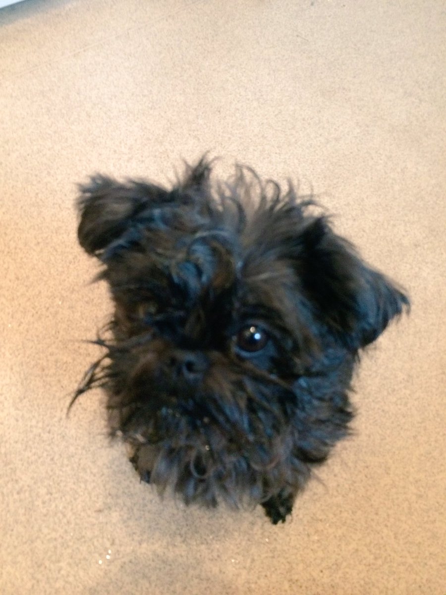WillCragg's tweet photo. #SundayBrunch Jasper the affenpinscher in Chiswick. https://t.co/o2O9bmLcr3
