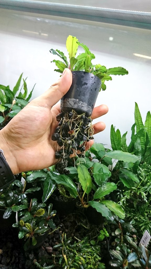 Masuokafarm على تويتر 黒軽石の根張りの良さはすごいと思います ポットの中も黒軽石オンリーですが 石に活着しながらどんどん下にはっていきます 程よい比重と通気性 通水性 保湿性があるんでしょうね Masuokafarm على تويتر 黒軽石の根張りの良さはすごいと思います ポットの中も黒軽石オンリーですが 石に活着しながらどんどん下にはっていきます 程よい比重と通気性 通水性 保湿性があるんでしょうね