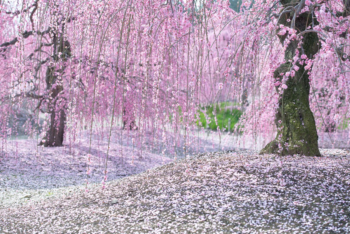 にしぐち チーム三重 鈴鹿の森庭園 は三重県が誇る梅の名所です 今年は 再来週ぐらいが見頃かな 写真は一昨年と去年のです 三重県 鈴鹿市 梅 鈴鹿の森 鈴鹿の森庭園 にしぐち チーム三重 鈴鹿の森庭園 は三重県が誇る梅の名所です 今年は 再来週ぐらいが見頃かな 写真は一昨年と去年のです 三重県 鈴鹿市 梅 鈴鹿の森 鈴鹿の森庭園