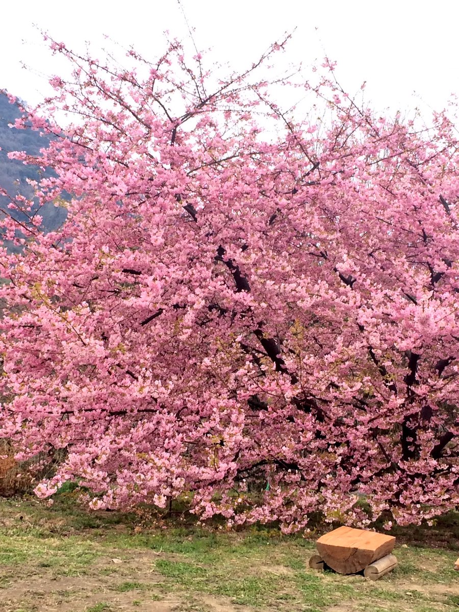 irumamyaa's tweet photo. 近くのお山に 一本 河津桜🌸
今年も 綺麗に花咲きましたよ〜
٩(๑′∀ ‵๑)۶•*¨*•.¸¸♪
憩いの場になってます。 https://t.co/LN0Rk27gpH