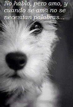 GraciasPerros's tweet photo. No se necesitan palabras.
#GraciasPerros #ThanksDogs https://t.co/zEhZdkkCk2