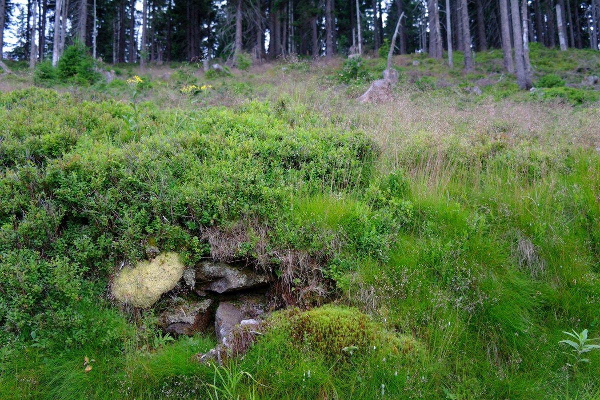 WikingerArt's tweet image. 