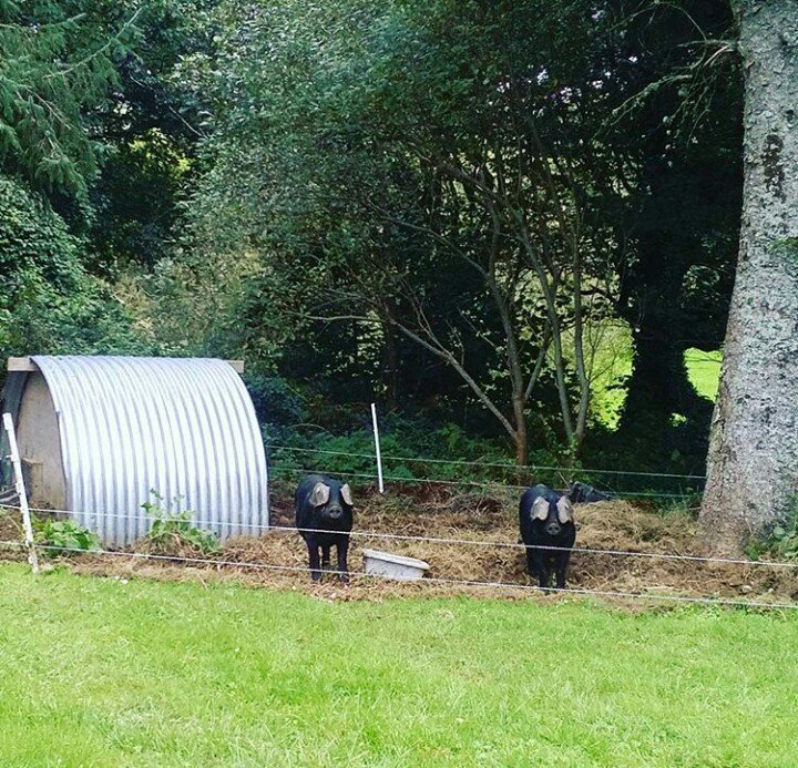 MoyHouseFarm tweet media