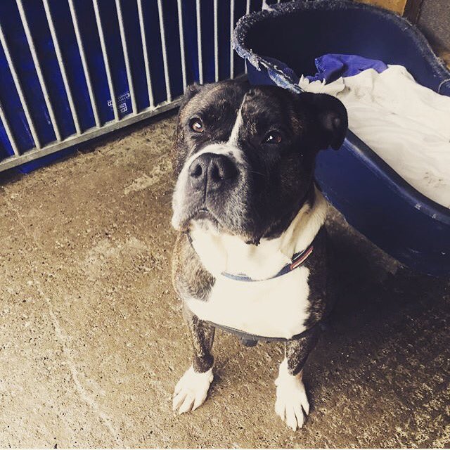 LDR1990official's tweet photo. Good Morning from our wonderful boy Buddy, Please contact Lisa on 07455 179155 for more info🐾❤️https://t.co/IFTYGqsDZX    RETWEET PLEASE!!!🐾 https://t.co/kalOAhh5Ec