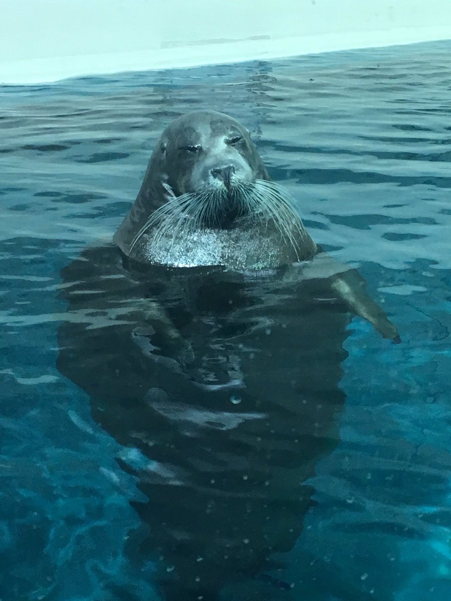 大分の水族館 うみたまご のセイウチショーに参加した男の子のリアクションが可愛すぎる動画が話題に Togetter