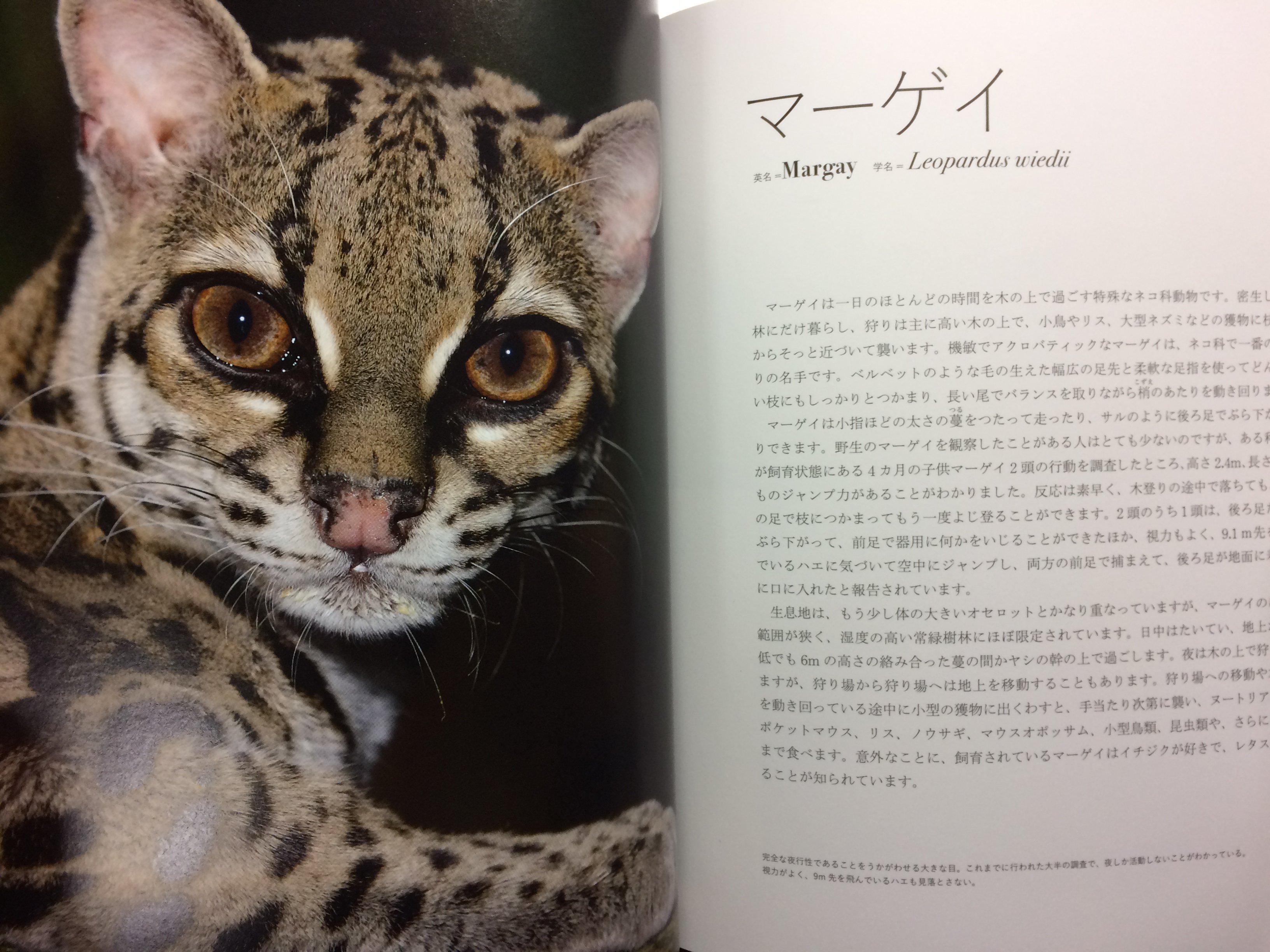 ぬまがさワタリ ゆかいないきもの超図鑑 ３ ８発売 世界の美しい野生ネコ 野に生きる優美なネコ様の写真と解説がたっぷり載った ネコ好き人間ども必読の書だよ 今話題のあんなネコやこんなネコのマニアックな生態を沢山知ることができるよ