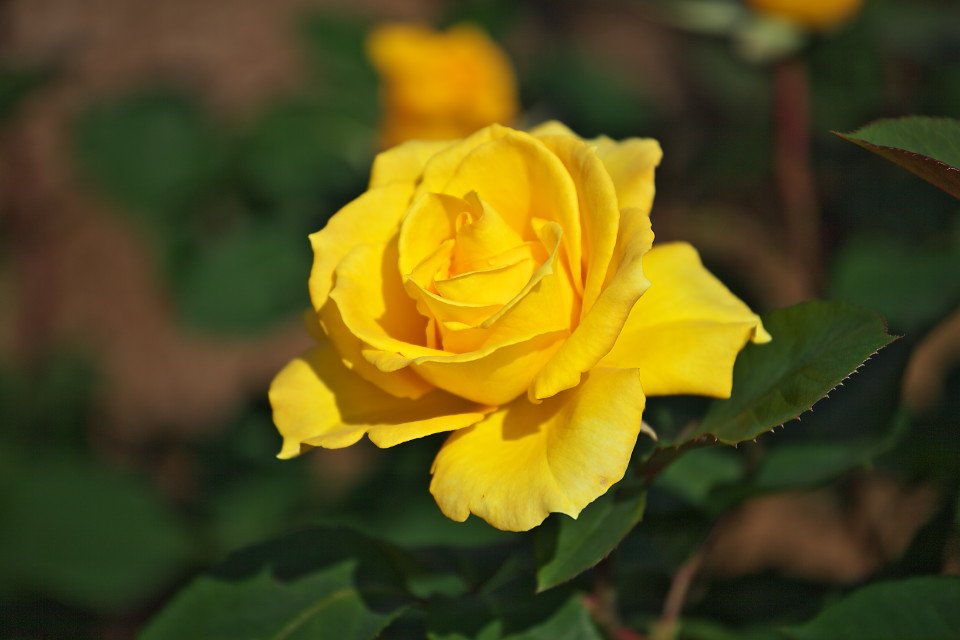 切ない花言葉 イエローローズ 全身が黄色のバラ 元々存在しない種でしたがフランスの園芸家により誕生 太陽 という意味を持つソレイユという品種を産み出しました 花言葉は 愛情の薄らぎ