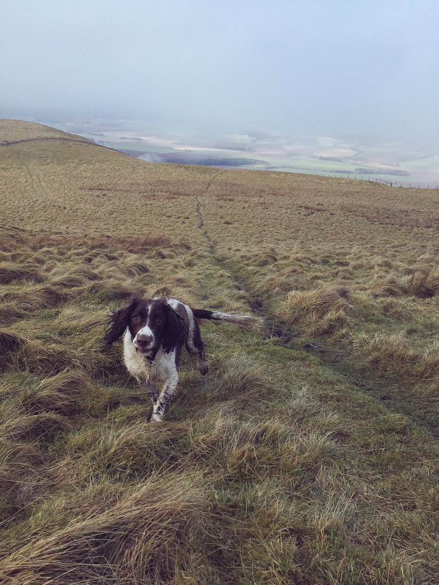 Fasternie71's tweet photo. More from west Lomond and the Bonnet stane @fifetourism#bonniefife #happyspringer https://t.co/tg4lLKASw7