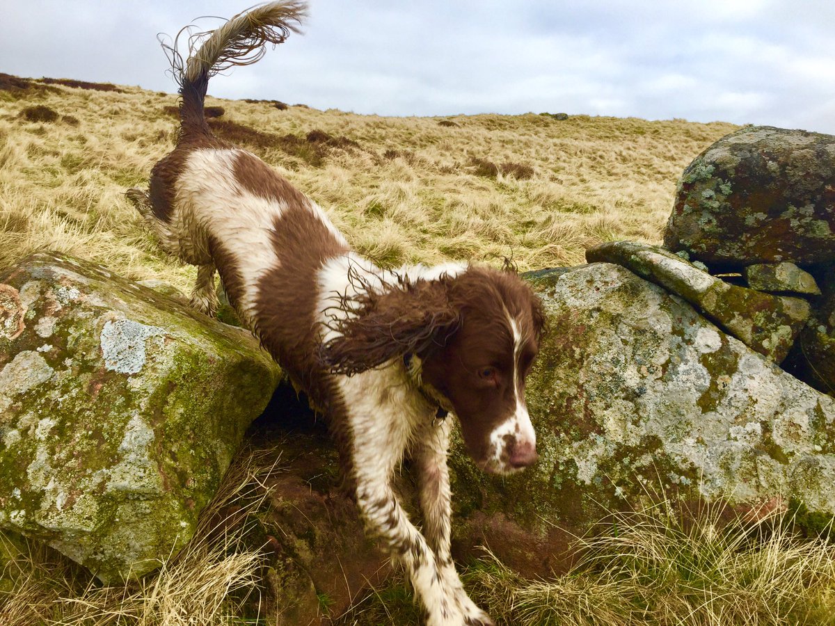 Fasternie71's tweet photo. More from west Lomond and the Bonnet stane @fifetourism#bonniefife #happyspringer https://t.co/tg4lLKASw7