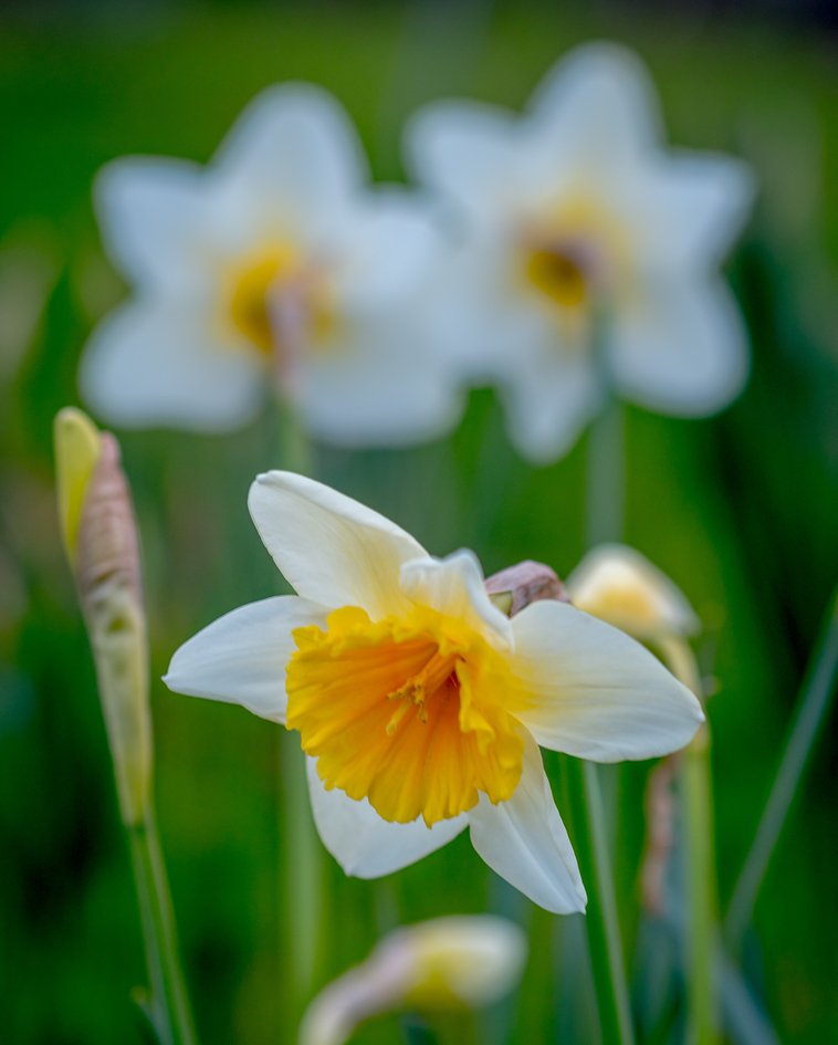 dcassat's tweet photo. Spring's Return #landscapelovers #daffodil #flowers #spring #sonomacounty #california #flo… https://t.co/BCH3HcBAk3 https://t.co/mG3LfWnB0D