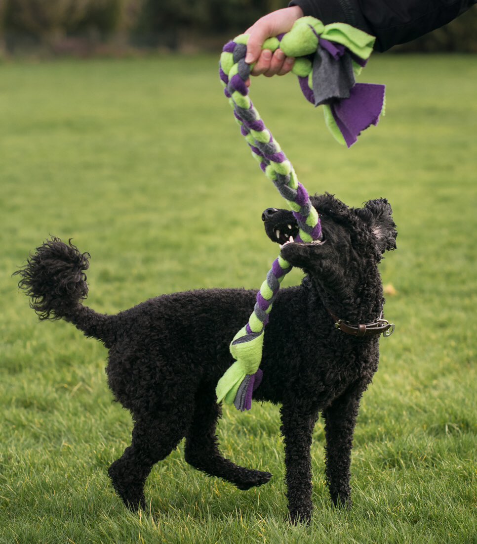 sillytillypoo's tweet photo. Nom nom... this toy is delicious! #wattsinthebox #boomerang https://t.co/h4YybGUrA7