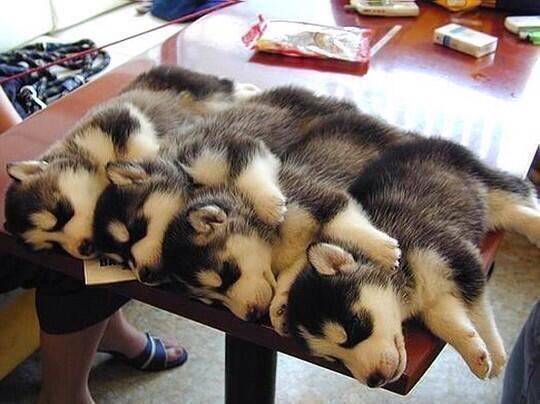 HuskyGuys's tweet photo. Look How Adorable This Is :) :) :) https://t.co/hF5JxxtnKC https://t.co/tWBA82Y3wM