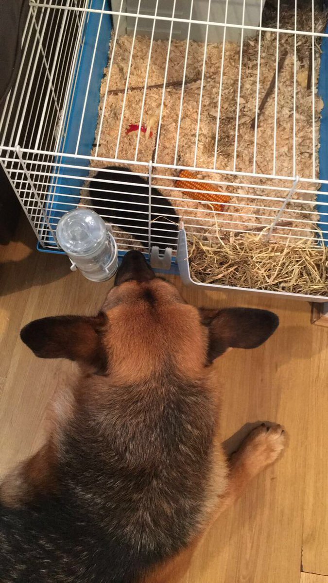 amy_mcewan97's tweet photo. What a cutie Mia is, new friend🐹🐶 https://t.co/jazx6JIh4F