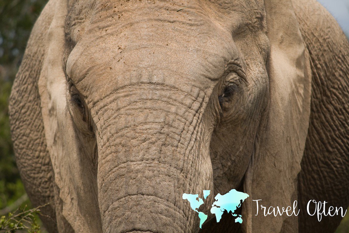 Traveloften_NL's tweet photo. Wat wil jij zien 👀 op #safari in #ZuidAfrika?
In #Addo NP zijn er meer dan 600 olifanten. https://t.co/Pu2EEWcNO6